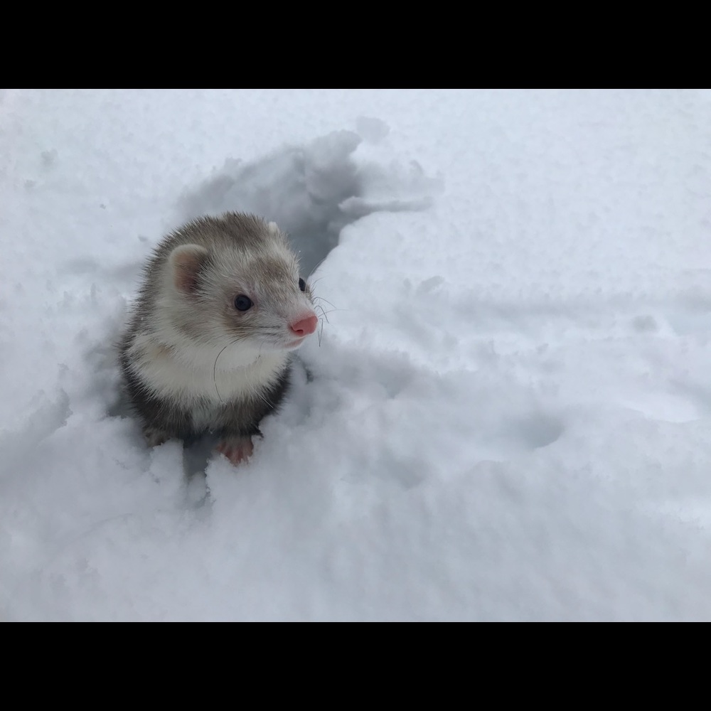 Meet your Posher, Asia